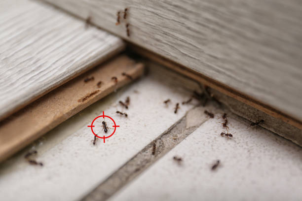 Best Local Pest Control Services  in Purcellville, VA
