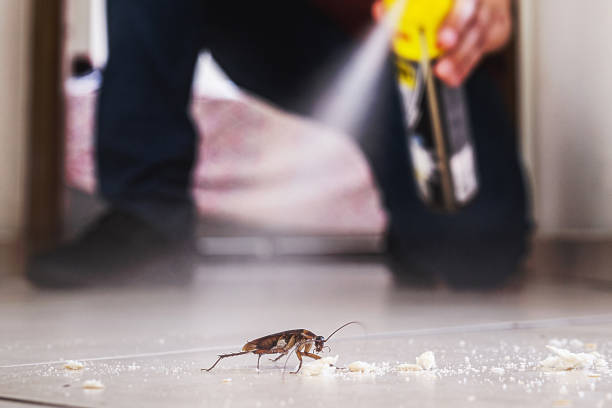Best Local Pest Control Services  in Purcellville, VA